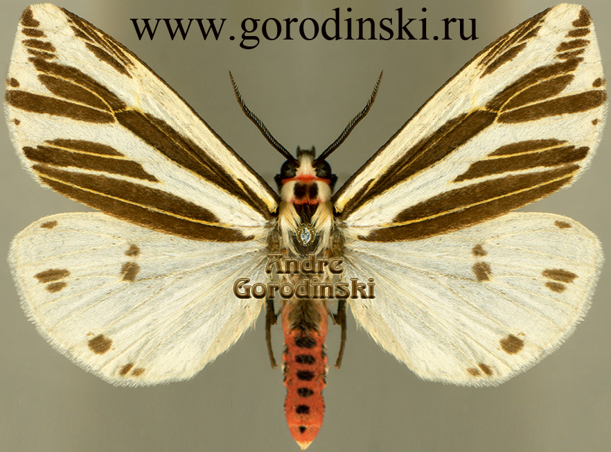 http://www.gorodinski.ru/arctiidae/Eospilarctia lewisii.jpg